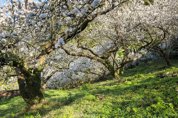 Tayvan bahar zamanında güzel Erik çiçeği