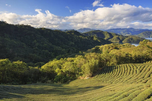 yeşil çay bahçesi yeni Taipei Tayvan görünümünü