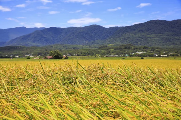 Sonbahar zaman sarı tahıl otlak