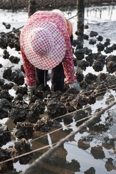 close-up of farmer work on oyster field in new taipei, taiwan