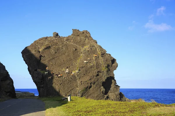 Güzellik ejderha kafa Rock Tayvan orkide adada