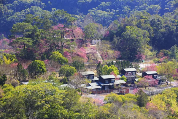 köy yeşil sqoyaw Dağları'nda kuş görünümü