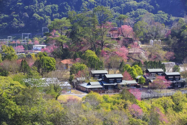 dağ çiçekleri ve arka plan üzerinde şehir