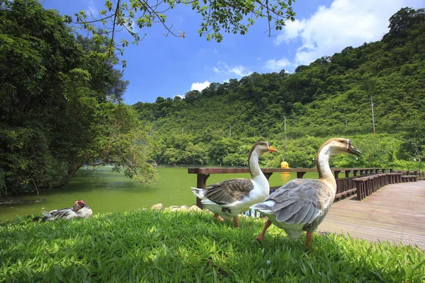 Hermoso Lago Con Patos Nuevo Taipei Taiwán — Foto de Stock