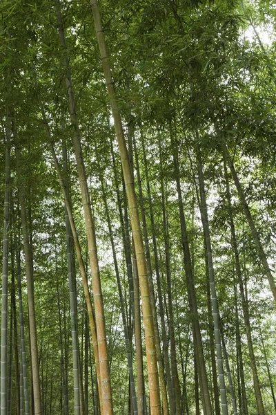 Hermoso Paisaje Bosque Verde Taiwan —  Fotos de Stock