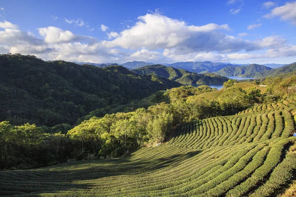 yeşil çay tarım arazileri yeni Taipei Tayvan yakınındaki dağ