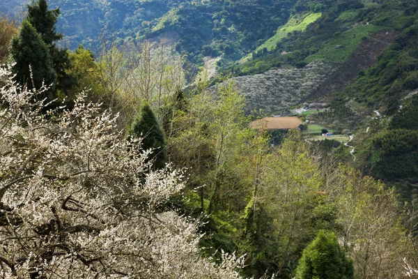 güzel manzara yeşil dağ yeni Taipei, Tayvan