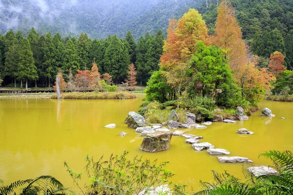 Paisagem Bela Floresta Outono Taiwan — Fotografia de Stock