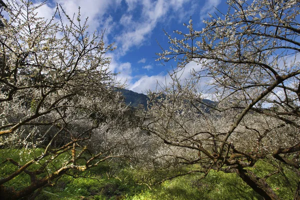 güzel manzara yeşil dağ yeni Taipei, Tayvan