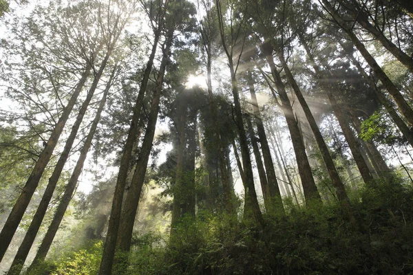 Beau Paysage Lumière Soleil Dans Forêt Verte Taiwan — Photo