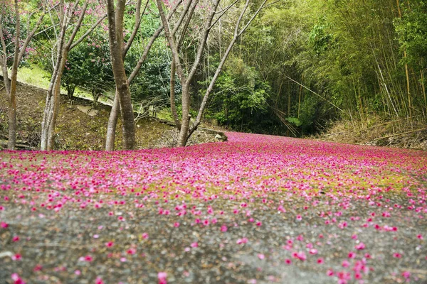 Belles Fleurs Fleurissent Printemps Taiwan — Photo