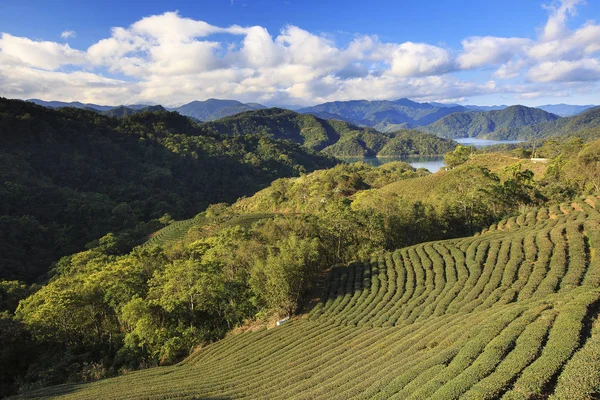 yeşil çay bahçesi yeni Taipei Tayvan görünümünü