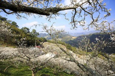 Tayvan bahar zamanında güzel Erik çiçeği