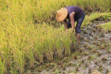 çalışma alanına yeni Taipei, Tayvan hasat pirinç