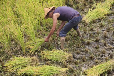 çalışma alanına yeni Taipei, Tayvan hasat pirinç