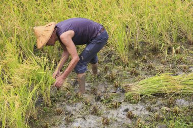 çalışma alanına yeni Taipei, Tayvan hasat pirinç