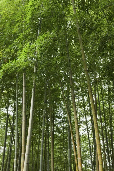 Beau Paysage Forêt Verte Taiwan — Photo