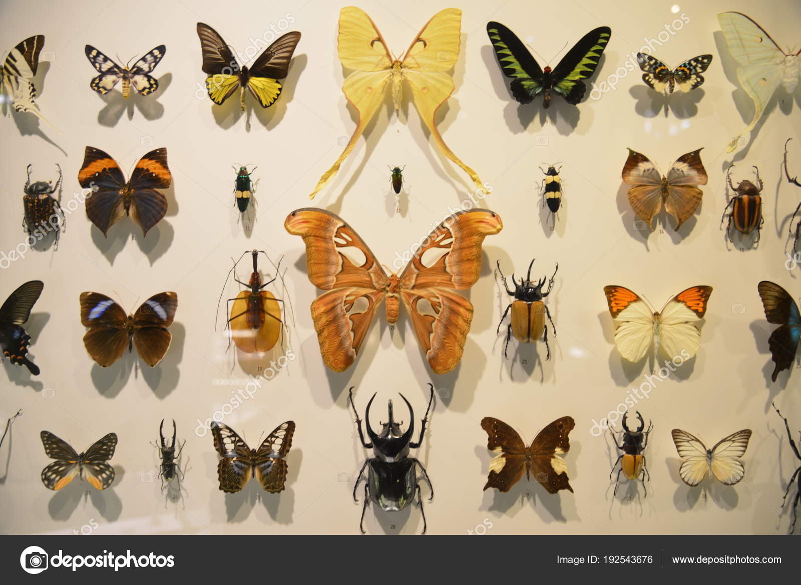 Audubon Butterflies Garden Insectarium Stock Photo C Topphoto