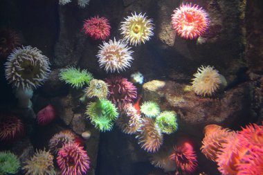 Denizanalarının temiz su sualtı, yakın çekim fotoğraf