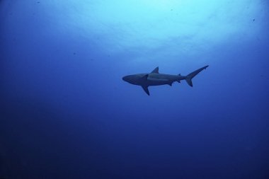 köpekbalığı sualtı deniz feneri Reef Atoll güneydoğu köşesinde bulunan Belize Half Moon Caye Adası.
