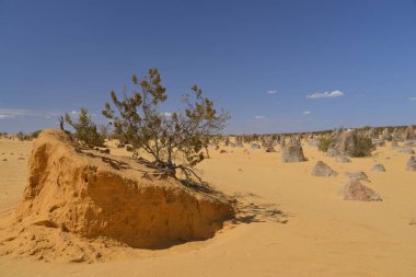 Pinnacles kireçtaşı oluşumları Nambung Milli Parkı içinde Cervantes, Batı Avustralya, yakınındaki vardır