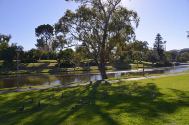 Adelaide Festival Merkezi ve Torrens Nehri