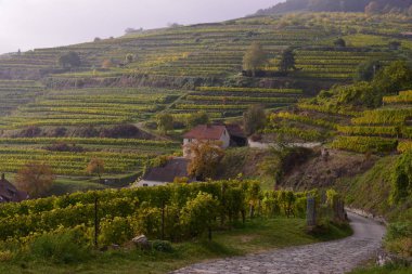 Doğal görünümü teraslı alanlarının Spitz, Avusturya 