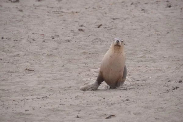 Cute Seal on beach at daytime, Seal Bay, Australia