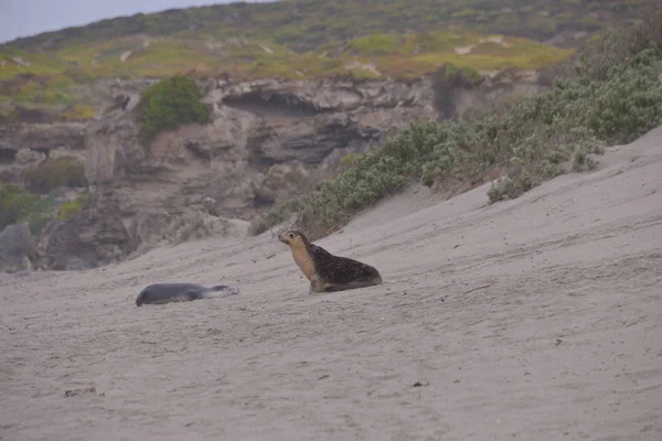 Ładny Uszczelnienia Plaży Ciągu Dnia Seal Bay Australia — Zdjęcie stockowe