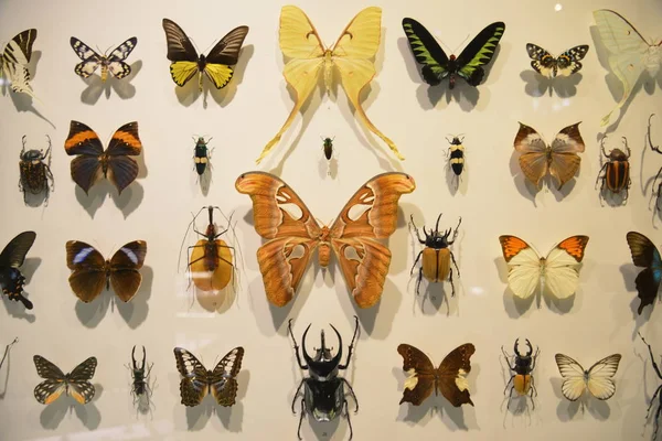 Jardin Papillons Audubon Insectarium — Photo
