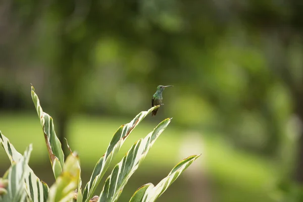 Yanchep Milli Parkı Pinnacles Küçük Renkli Kuş — Stok fotoğraf
