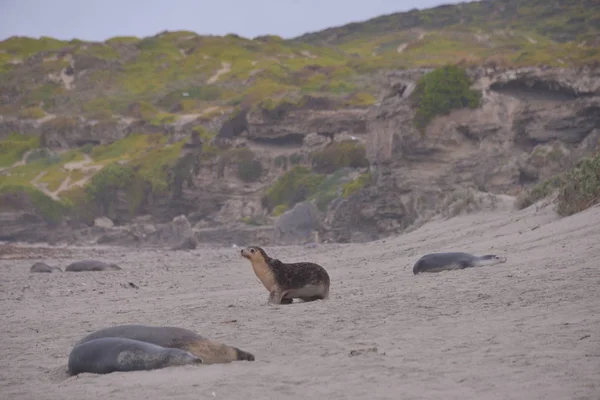 Selos Bonitos Praia Durante Dia Seal Bay Austrália — Fotografia de Stock