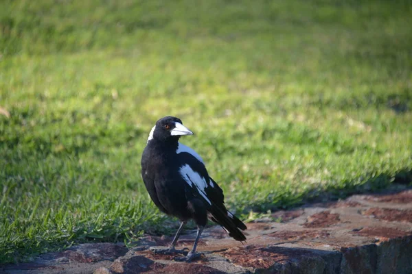 クローズ アップ写真の王公園 植物園 — ストック写真