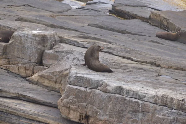 Jolies Phoques Sur Plage Jour Seal Bay Australie — Photo