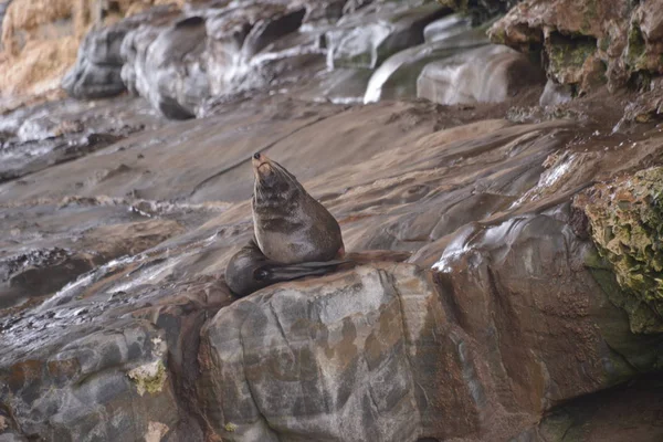 Schattig Zegel Strand Overdag Seal Bay Australië — Stockfoto