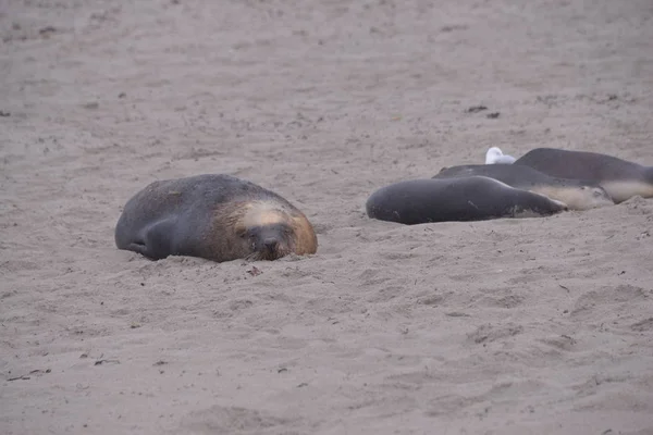 Jolies Phoques Sur Plage Jour Seal Bay Australie — Photo