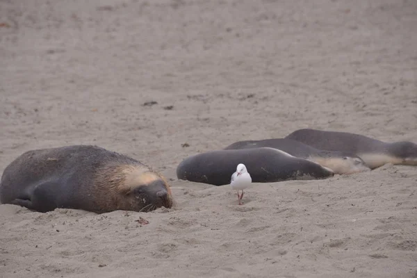 Schattig Zeehonden Strand Overdag Seal Bay Australië — Stockfoto