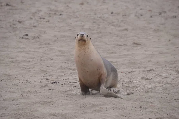 Ładna Pieczęć Plaży Ciągu Dnia Seal Bay Australia — Zdjęcie stockowe