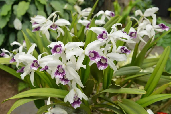 Foto Bellissimi Fiori Nel Giardino Botanico Jardin Insettario Canada — Foto Stock