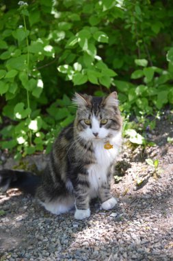 şirin kedi açık havada yakın çekim fotoğraf
