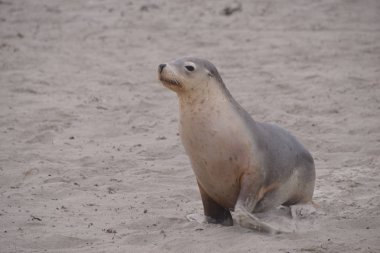 Şirin Seal Beach, gündüz, mühür Bay, Avustralya