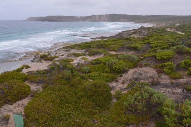 yeşil bitki Kanguru Adası üzerinde fotoğrafı