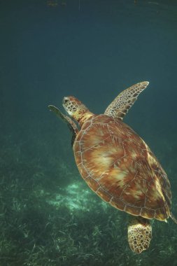 Kaplumbağa sualtı köpekbalığı Ray sokak Belize ve Ho Chan Marine Reserve