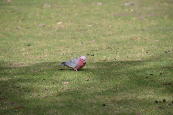 Farbenfroher Vogel Yanchep Nationalpark Auf Den Zinnen — Stockfoto