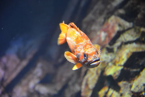 Nahaufnahme Von Fischen Sauberen Wasser Unter Wasser — Stockfoto