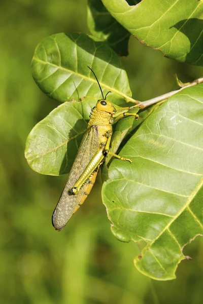 Detailní Foto Zelená Kobylka Caracol Mayské Ruiny — Stock fotografie