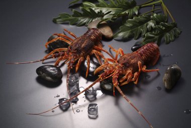 iki ham ıstakoz yakından görmek 