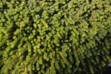 Yeşil bitkinin desenli arka planı