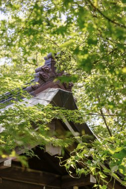 Yeşil ağaçlı Japon bahçesi