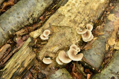 Kırık ağaçlarda büyüyen mantarlar